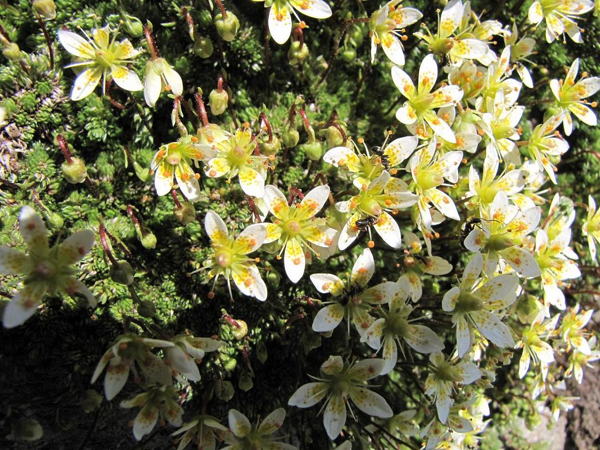 Saxifraga bryoides